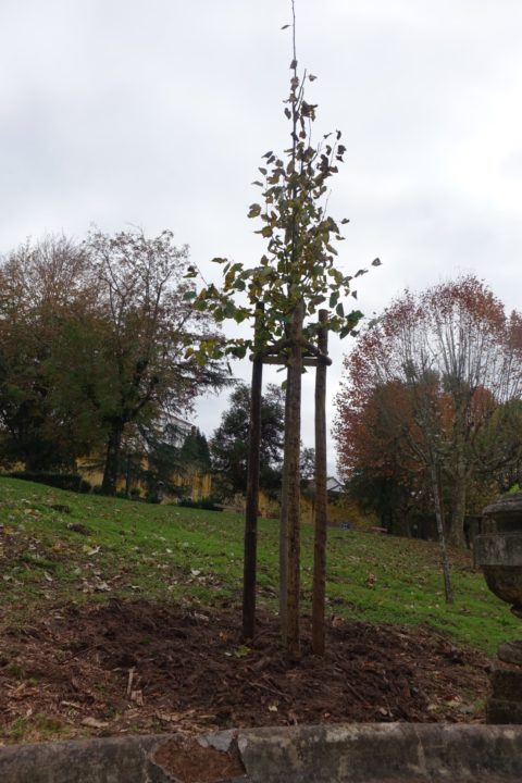 Plantação de árvores (2)