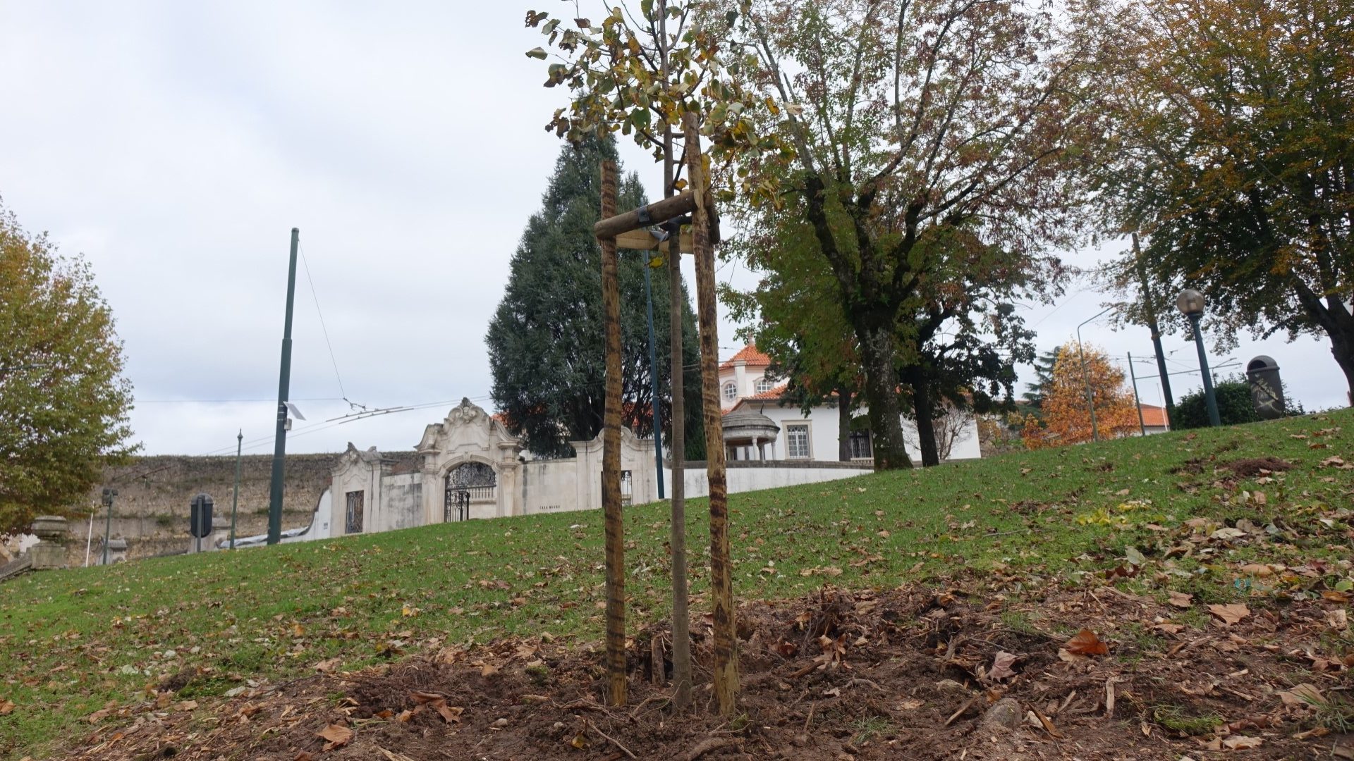 Câmara de Coimbra plantou 97 árvores esta semana