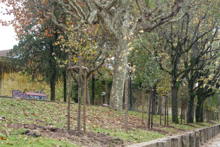 Plantação de árvores (4)