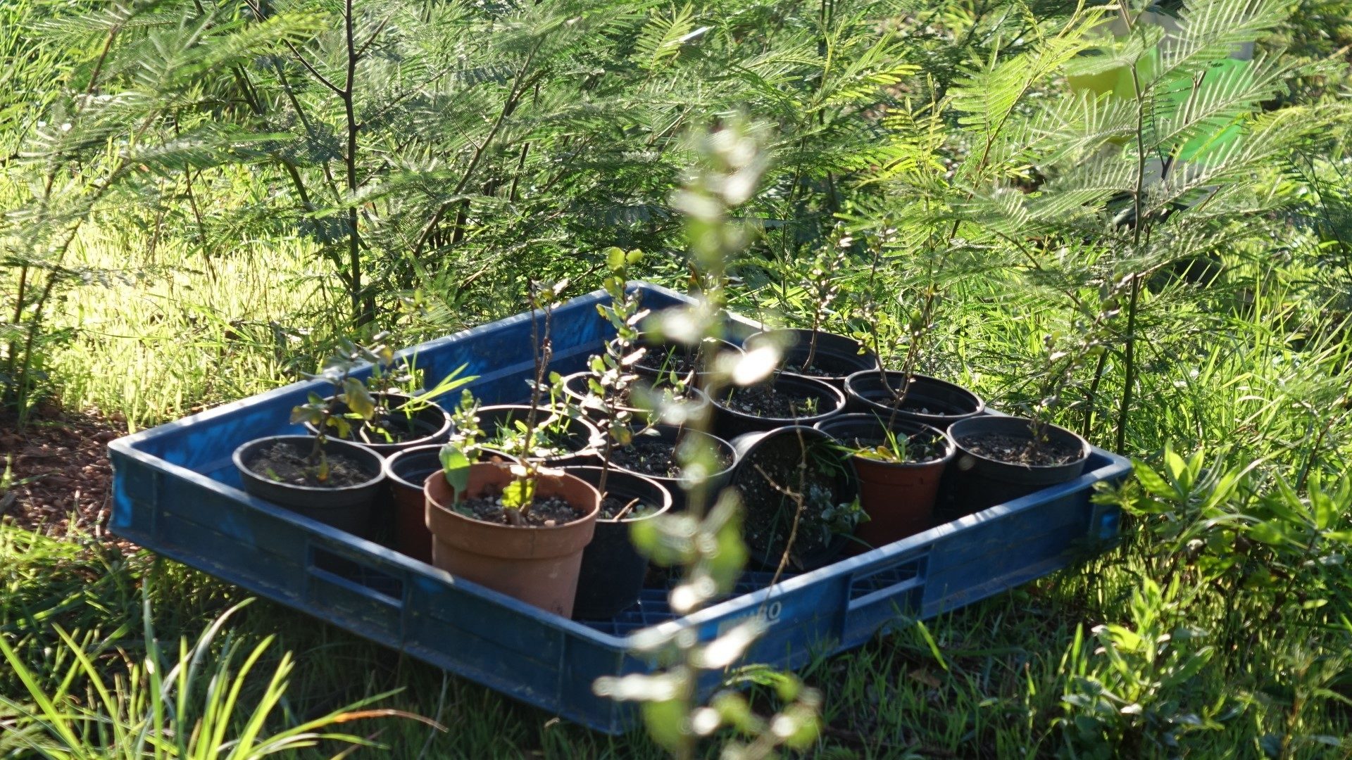 CM de Coimbra prepara Regulamento de Gestão Florestal