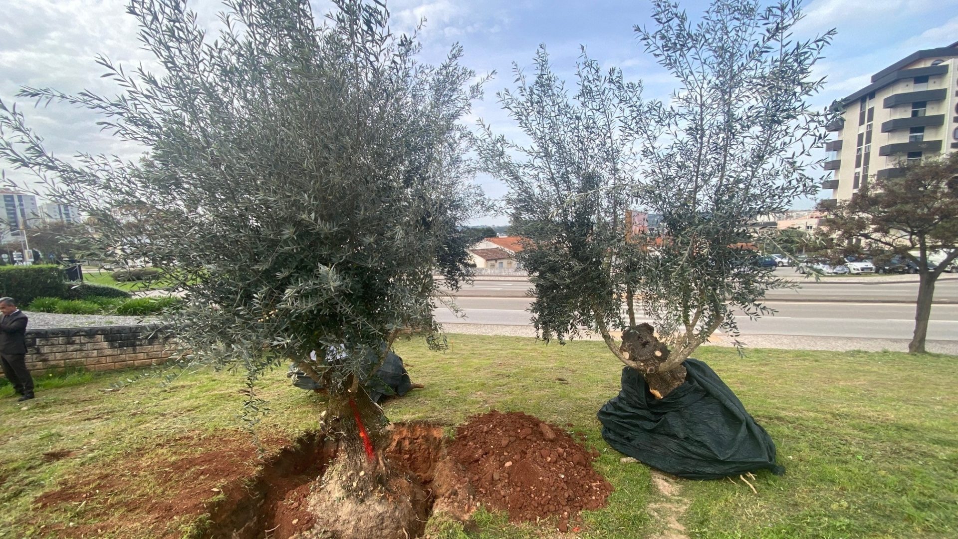 CM de Coimbra celebra protocolo com Metro Mondego para execução do Plano de Reforço de Estrutura Arbórea
