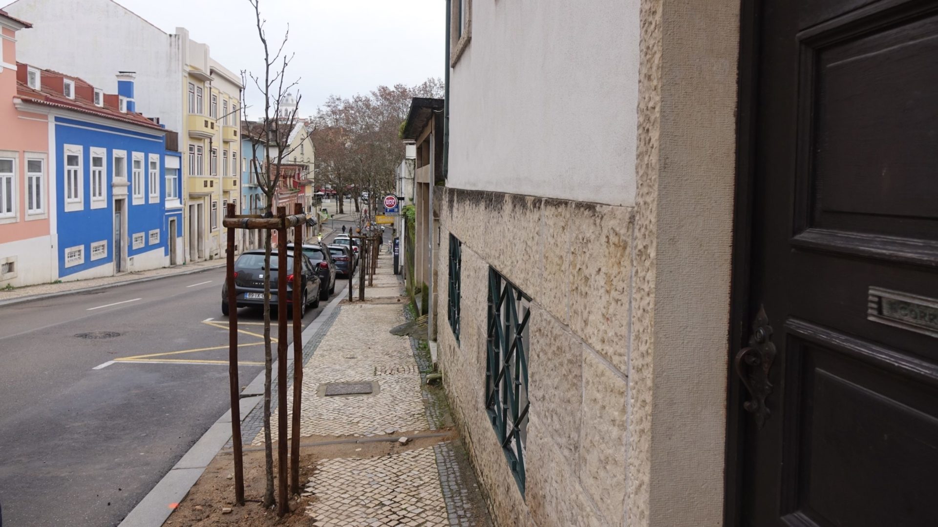 Câmara finaliza plantação de 120 árvores prevista ao abrigo do COMPETE