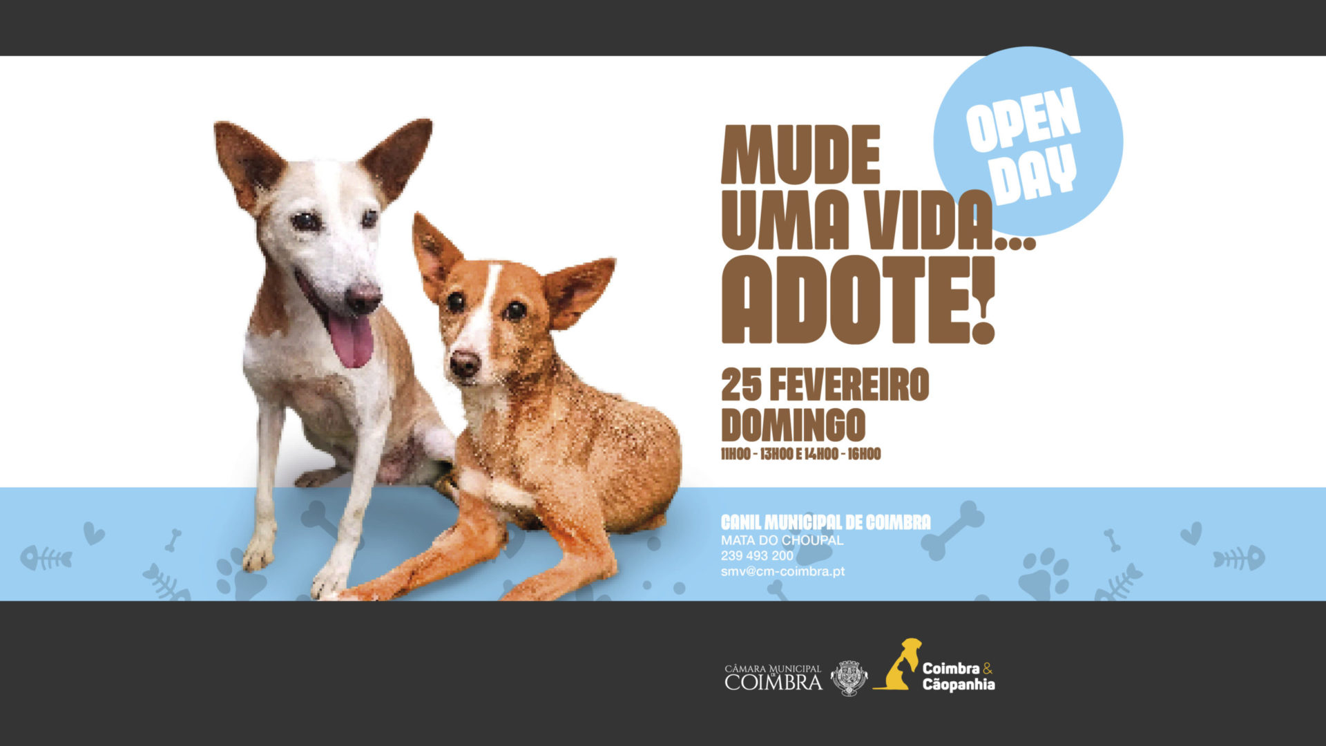 Dia Aberto no Canil Municipal de regresso no próximo domingo