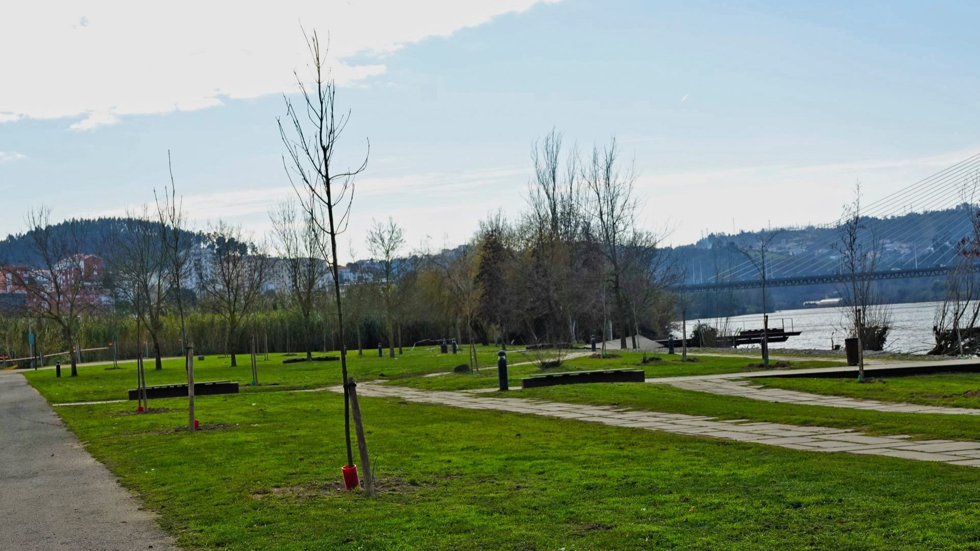CM de Coimbra estabelece acordo com Instituto Superior de Agronomia para gestão científica do arvoredo