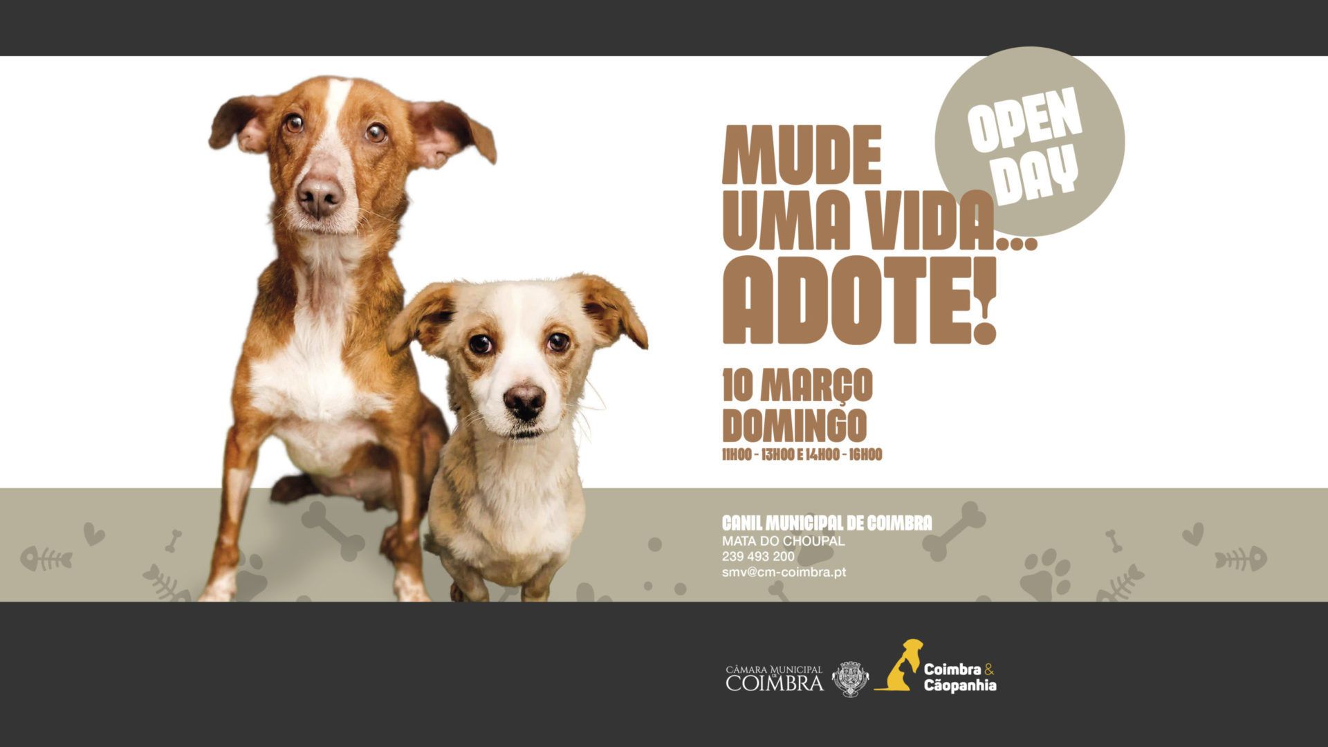 Canil Municipal promove adoção de animais com mais um “Open Day” no próximo domingo