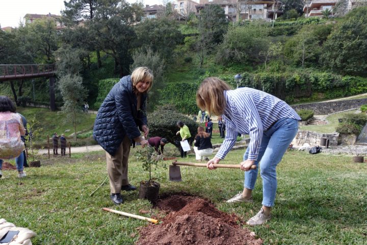 Plantação de 34 Sobreiros na Quinta de São Jerónimo 3 (Personalizar)