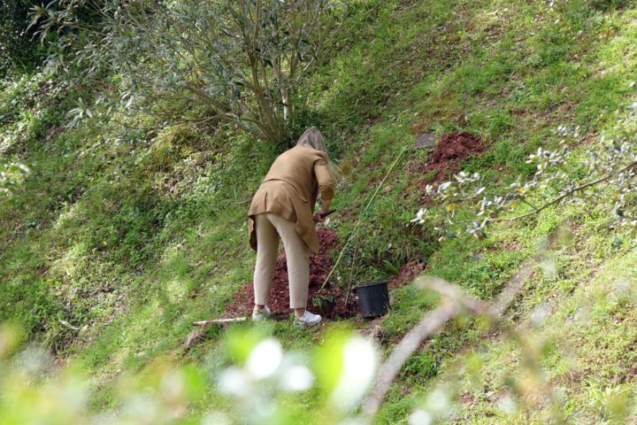 Plantação de 34 Sobreiros na Quinta de São Jerónimo 5 (Personalizar)