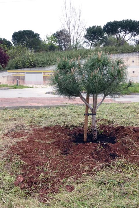 SMM Visita ao local de plantações 0 (Personalizar)