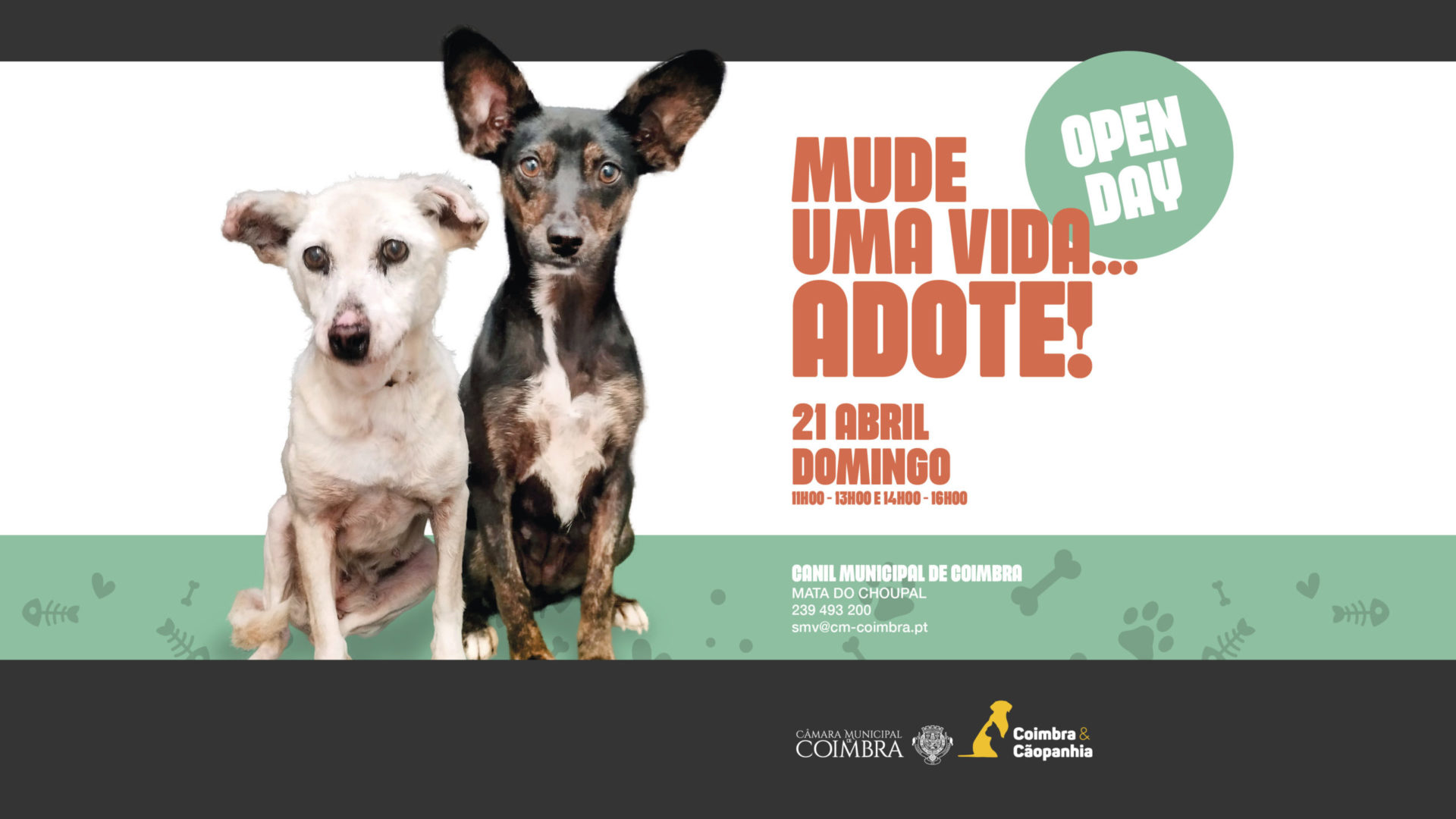 Domingo é “Open Day” no Canil Municipal