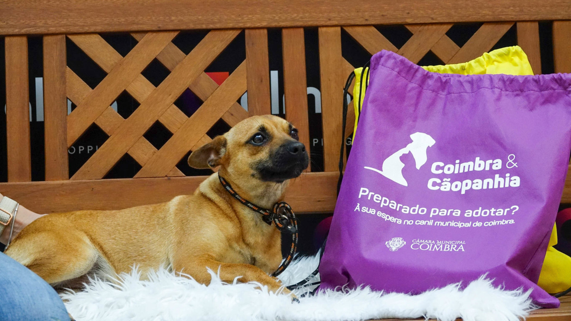 Canil Municipal leva cães a sessão fotográfica no Alma Shopping