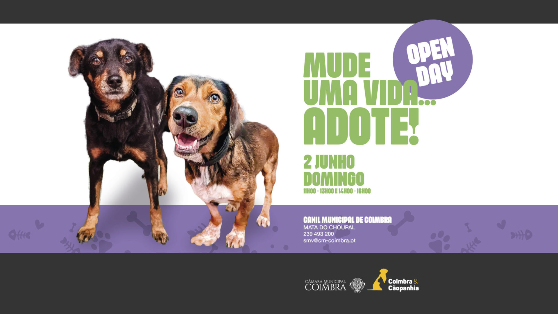 “Open Day” no próximo domingo no Canil Municipal