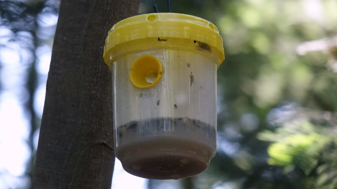 Serviço Municipal de Proteção Civil avança com projeto para reduzir número de ninhos de vespa velutina no concelho