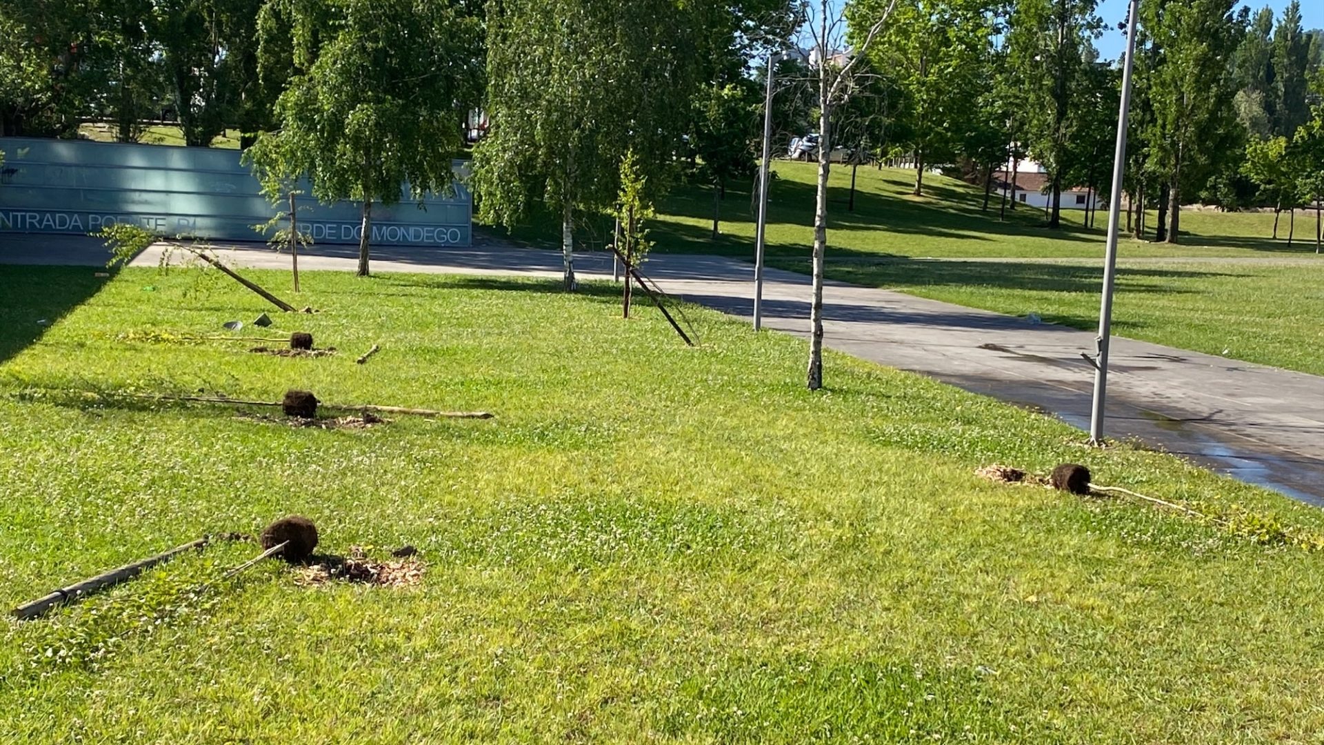 Árvores do jardim do Convento de Santa Clara-a-Velha foram alvo de ato de vandalismo