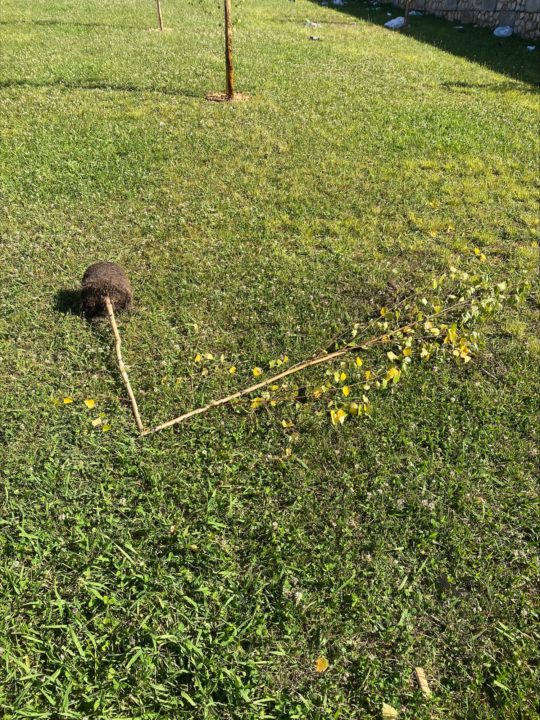 processed-24A249D8-90D9-41D1-9801-B1F06F882811