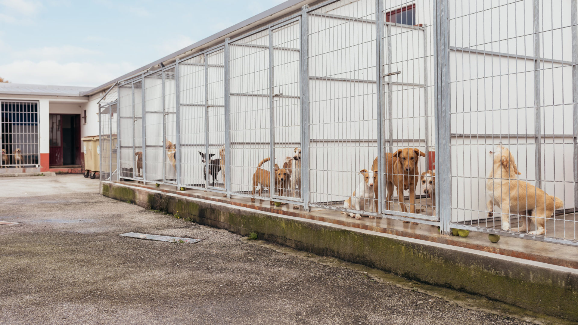 Candidaturas para voluntariado no Canil Municipal estão a decorrer até 4 de julho