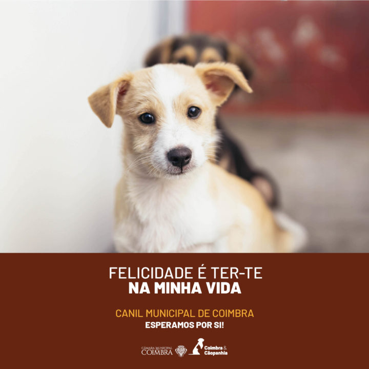 CM de Coimbra lança campanha de sensibilização para adoção responsável no Canil Municipal (1)