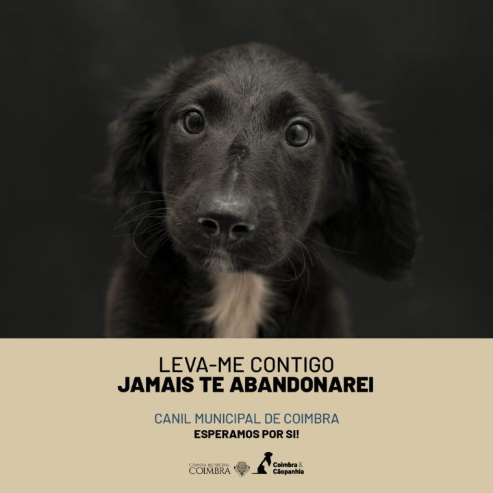 CM de Coimbra lança campanha de sensibilização para adoção responsável no Canil Municipal (2)
