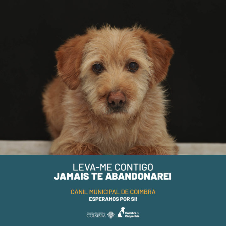 CM de Coimbra lança campanha de sensibilização para adoção responsável no Canil Municipal (3)