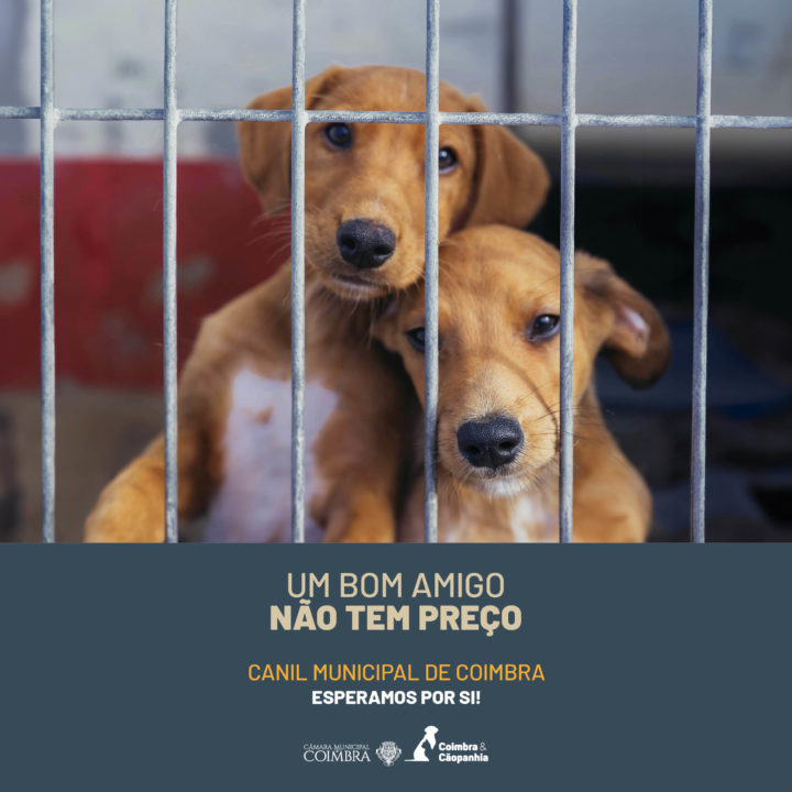 CM de Coimbra lança campanha de sensibilização para adoção responsável no Canil Municipal (5)