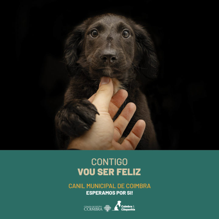 CM de Coimbra lança campanha de sensibilização para adoção responsável no Canil Municipal (7)