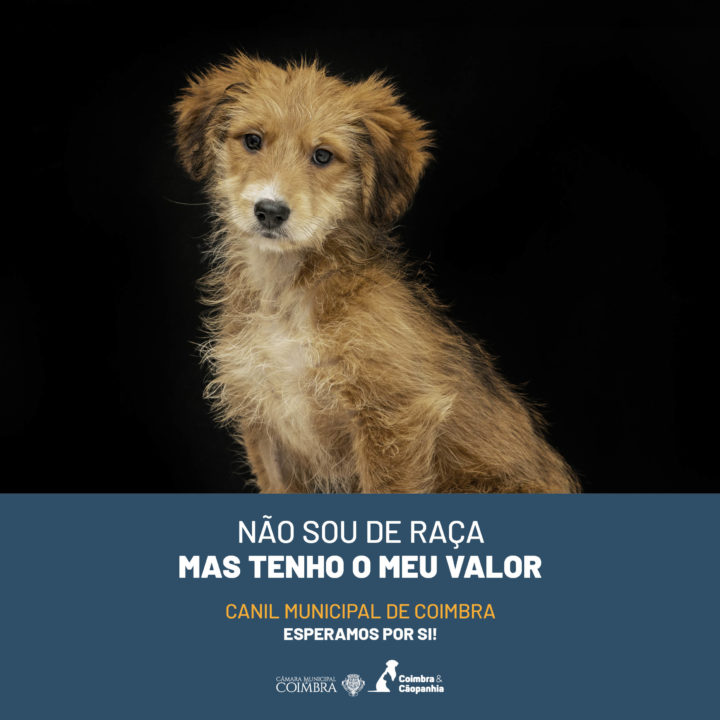 CM de Coimbra lança campanha de sensibilização para adoção responsável no Canil Municipal (8)