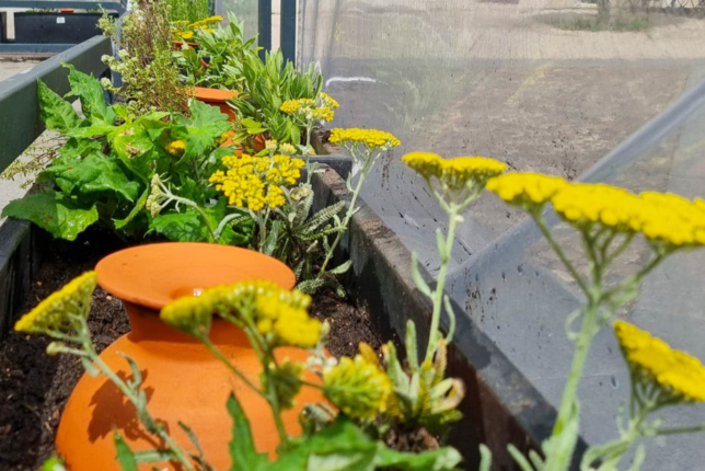 CM de Coimbra apoia projeto “São Flores, Coimbra” para revitalizar canteiros e floreiras