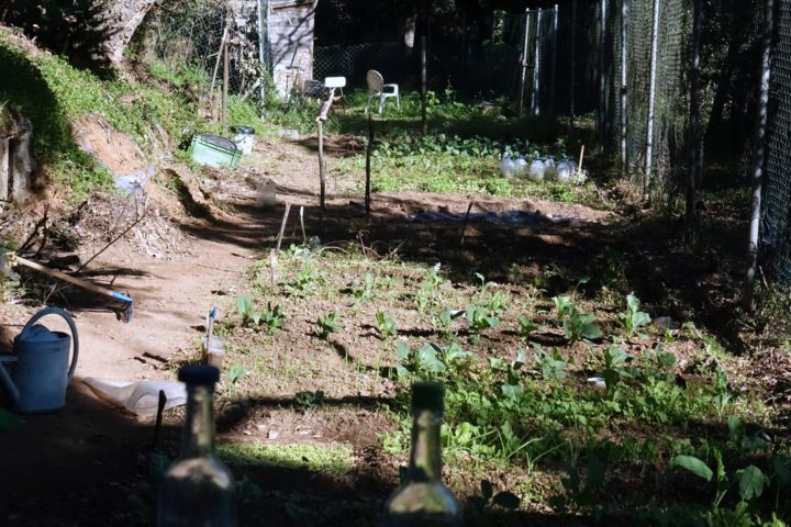 Hortas Urbanas - Ingote (27)