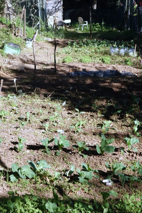 Hortas Urbanas - Ingote (28)