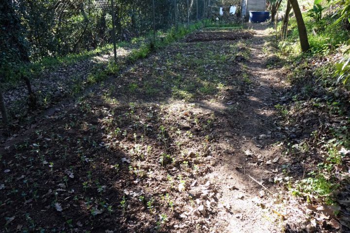 Hortas Urbanas - Ingote (31)