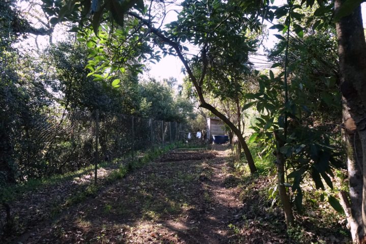 Hortas Urbanas - Ingote (33)