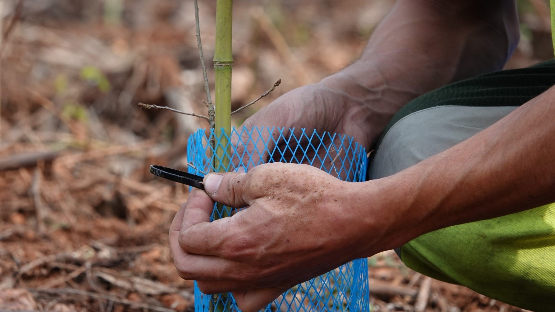 Coimbra estima ultrapassar objetivos do plano municipal de plantações de árvores