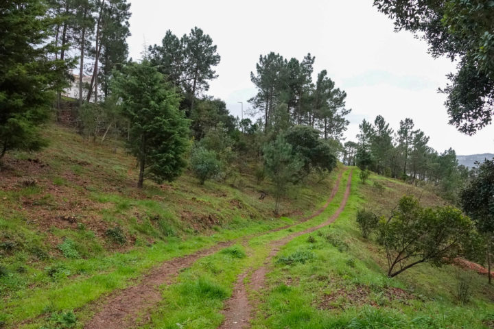 Desmatações e Gestão Florestal na Quinta da Maia (4)