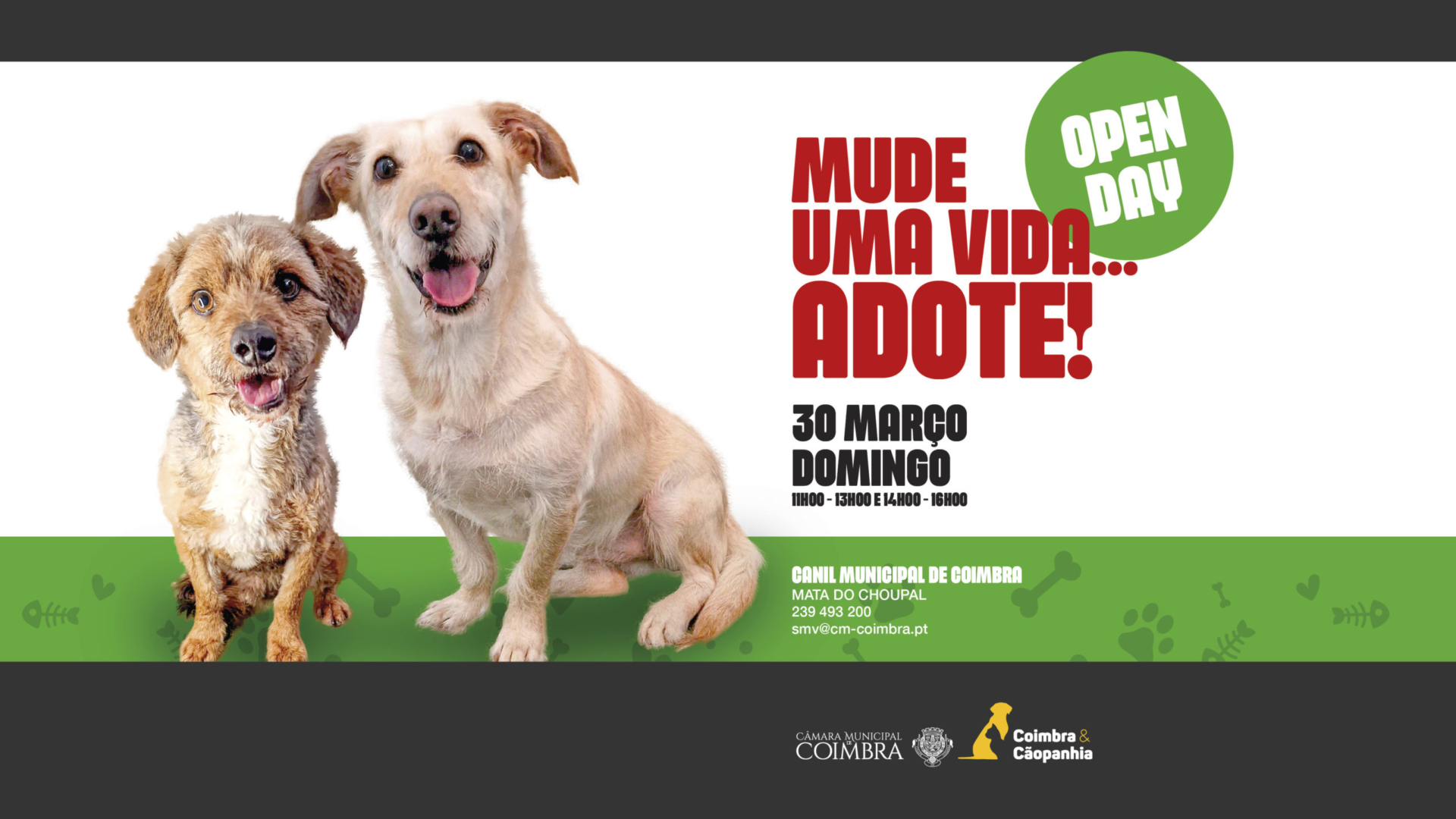 Canil Municipal promove adoção responsável com mais um “Open Day” no próximo domingo