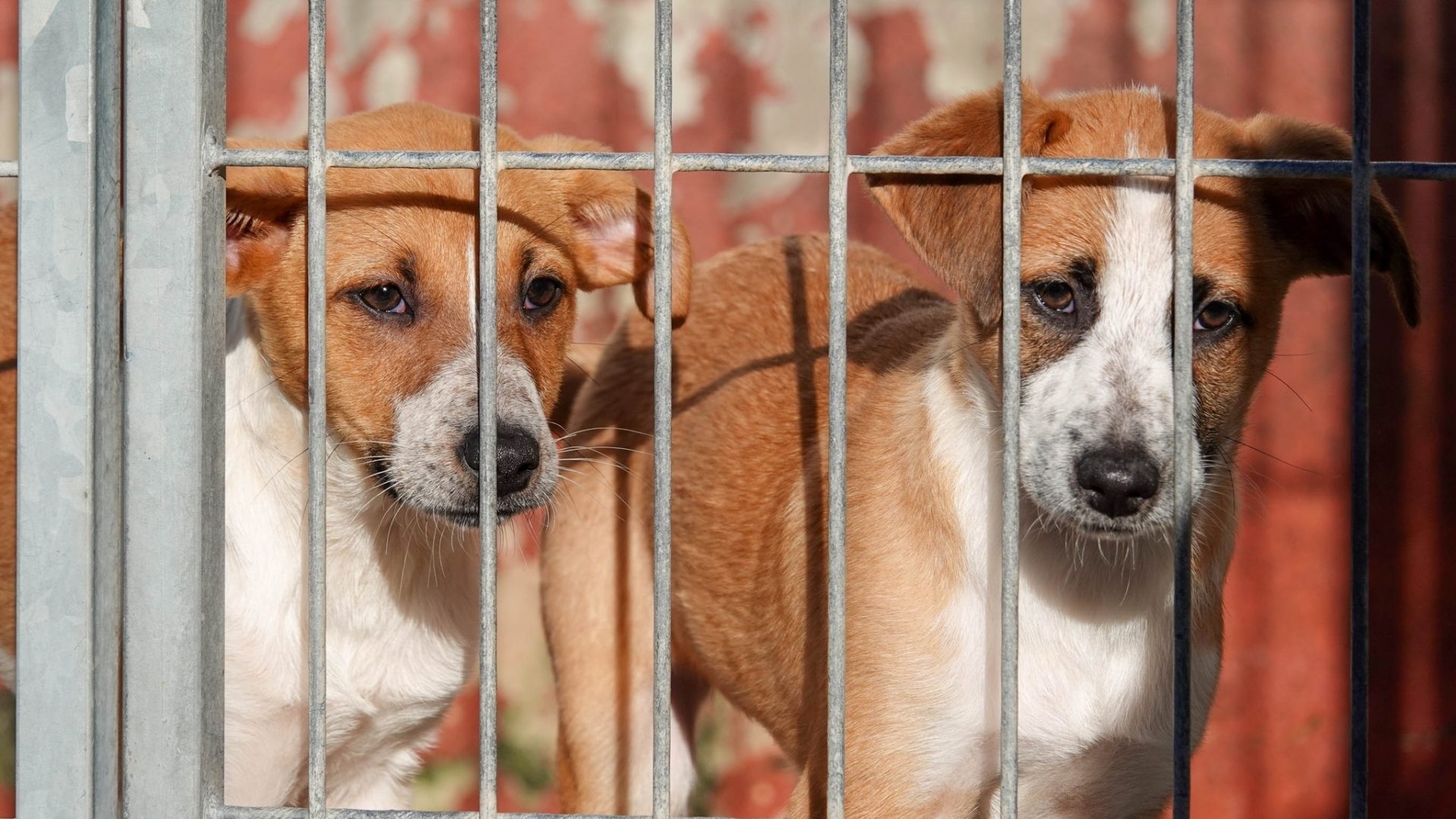 EUVG coorganiza IV Fórum de Medicina e Gestão de Abrigos