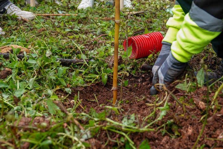 Ação de plantação árvores da espécie Quercus (21)