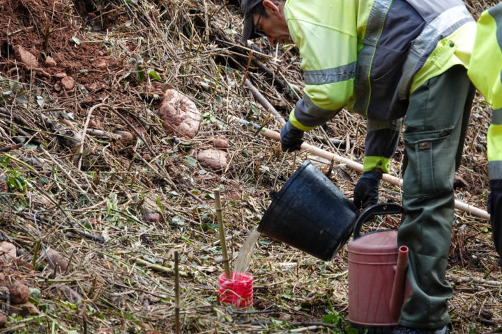 Ação de plantação árvores da espécie Quercus (42)