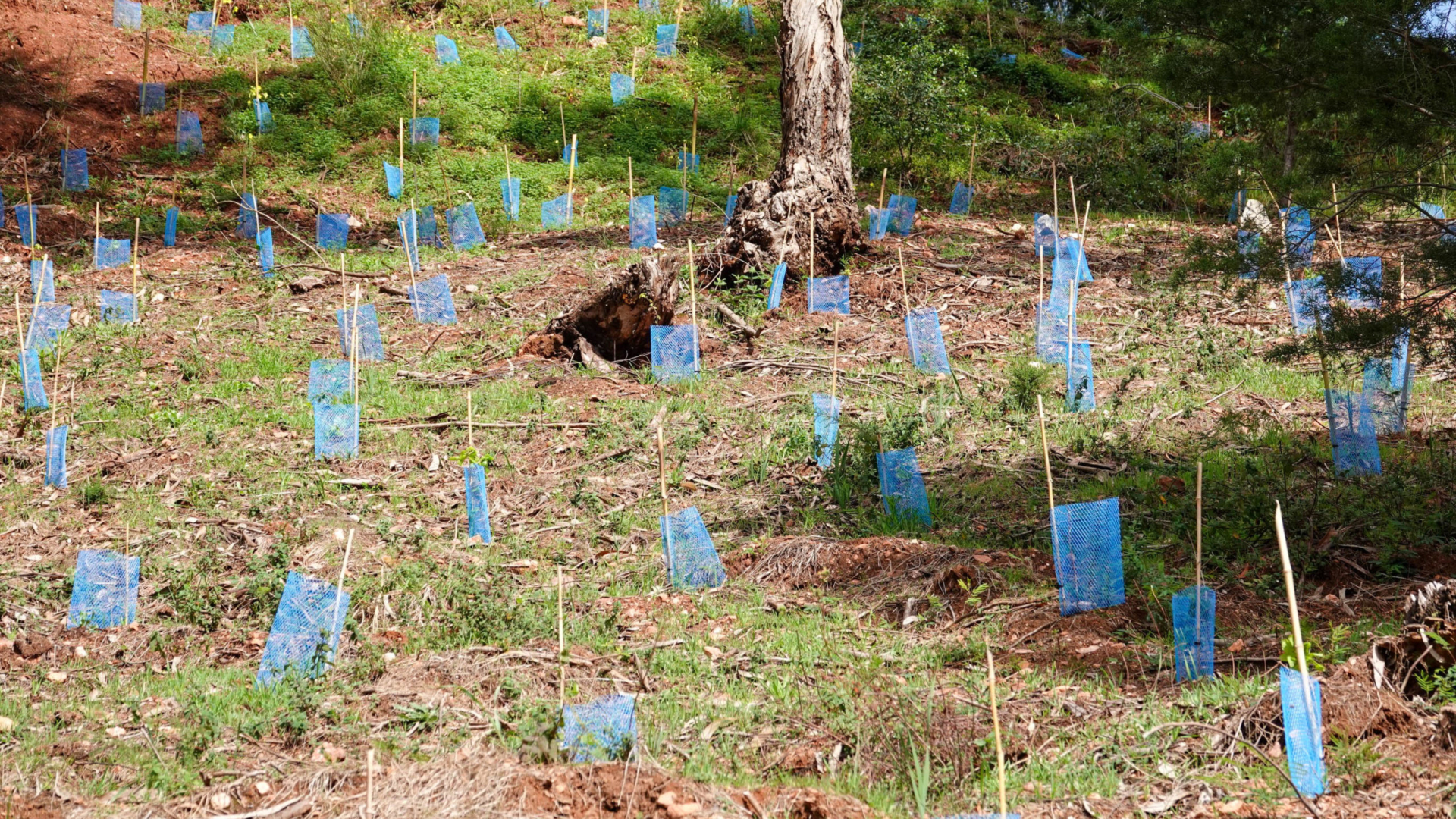 Plano Municipal de Plantações 2024/25 avança com mais 850 árvores
