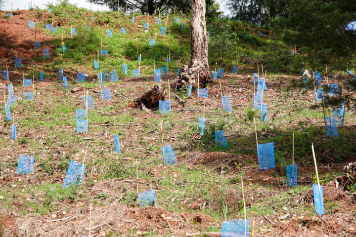 Ação de plantação árvores da espécie Quercus (5)