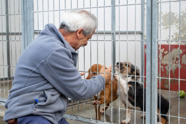 Canil Municipal promove adoção responsável com mais um “Open Day” no próximo domingo (1)