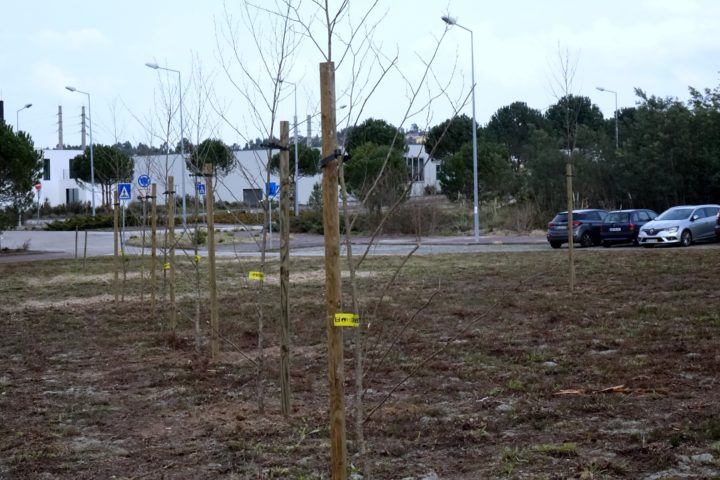 Plantações iParque (9)