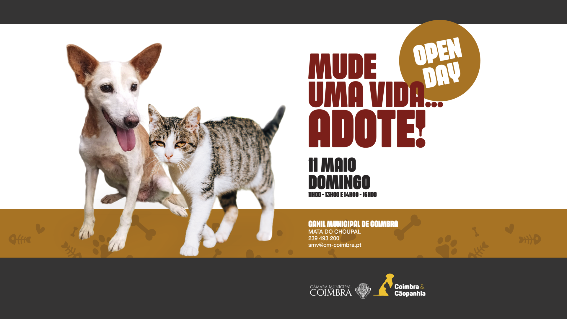 Canil Municipal de Coimbra promove adoção gratuita com mais um “Open Day” este domingo