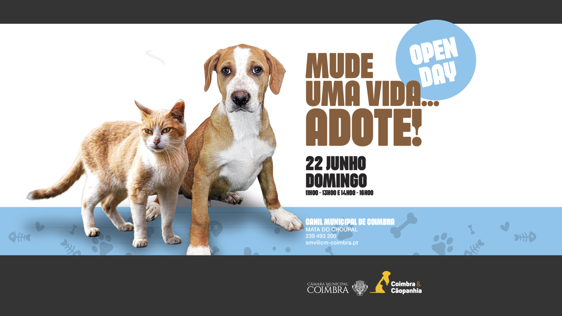 Canil Municipal de Coimbra promove adoção gratuita com mais um “Open Day” no próximo domingo