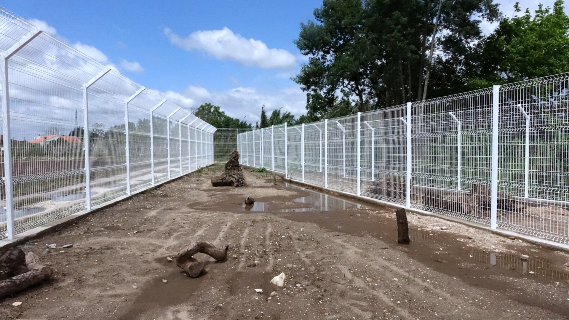 CM de Coimbra está a trabalhar na captura de animais de matilhas