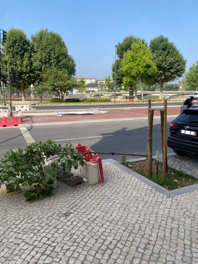 CM de Coimbra condena vandalismo e destruição de 13 árvores na cidade