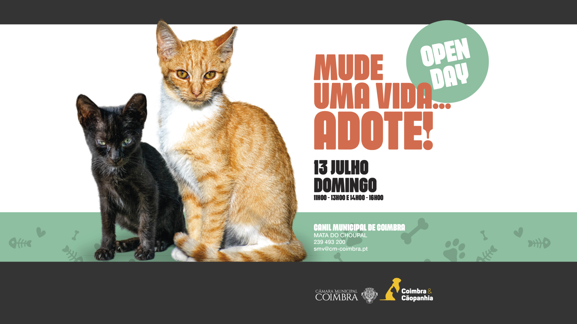 Canil Municipal de Coimbra promove adoção gratuita com mais um “Open Day” no próximo domingo