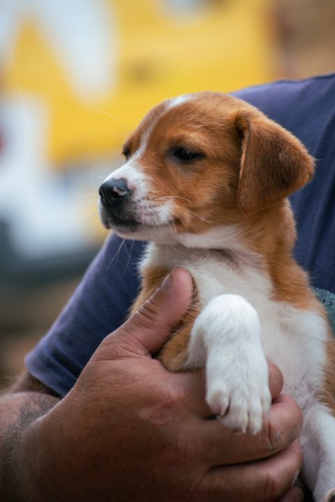 Canil Municipal de Coimbra promove adoção gratuita com mais um “Open Day” no próximo domingo (2)