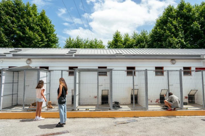 Canil Municipal de Coimbra promove adoção gratuita com mais um “Open Day” no próximo domingo (3)