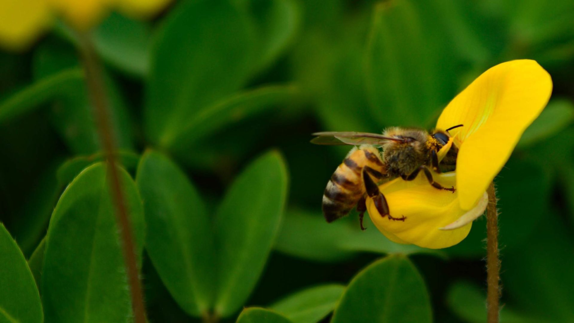 Coimbra integra projeto europeu para restaurar habitats e proteger polinizadores silvestres