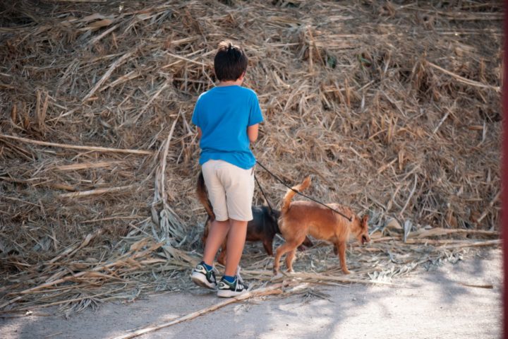 Canil Municipal realiza “Open Day” no próximo domingo (1)