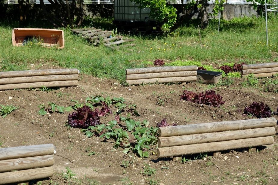 CM de Coimbra integra projeto europeu para promover horta urbana em São Martinho do Bispo